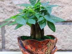發(fā)財(cái)樹(shù)能在客廳養(yǎng)嗎？發(fā)財(cái)樹(shù)的養(yǎng)護(hù)方法有哪些呢？