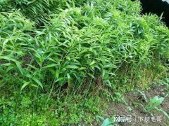 “農(nóng)村常見(jiàn)名貴藥材黃精，當(dāng)下很多人種植，如何施肥呢？”